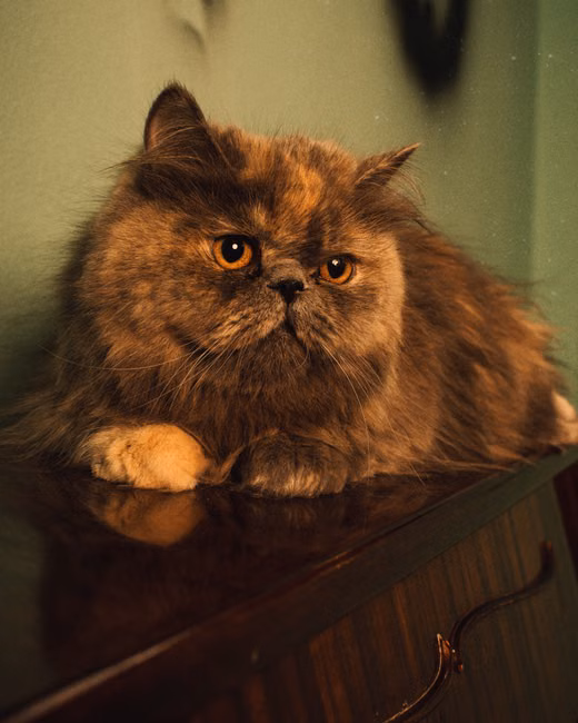 Cama Suspensa para Gatos